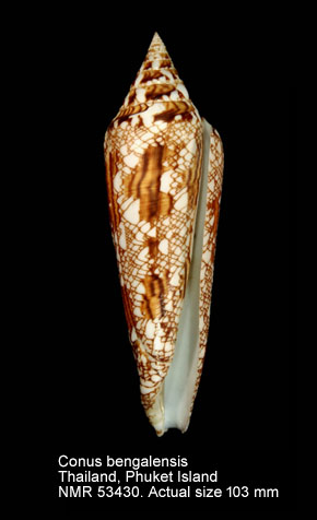 Conus bengalensis.jpg - Conus bengalensis(Okutani,1968)
